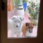 Kristin Bauer Instagram – They can’t stand to be in the yard when all the action is inside! They’d been out side less then 9 mins. 🤣😂 #dogsofinstagram #dog #doglove #adoptdontshop