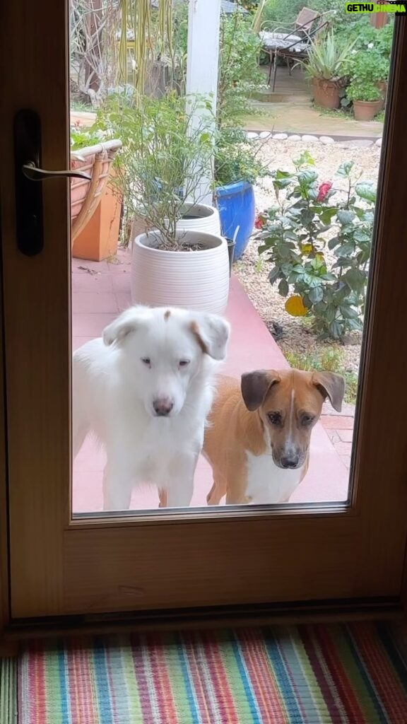 Kristin Bauer Instagram - They can’t stand to be in the yard when all the action is inside! They’d been out side less then 9 mins. 🤣😂 #dogsofinstagram #dog #doglove #adoptdontshop