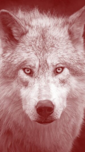 Kristin Bauer Instagram - We cannot stand by while our dogs’ ancestors are being relentlessly hunted down in horrific ways. Just last month, a hunter in Wyoming ran a young female wolf down with a snowmobile, tortured and taunted her, and ultimately killed her behind a bar. His penalty? A $250 fine.

Join us & @kristinbauer in raising your voice. Take action for wolves today at RelistWolves.Org and follow @relistwolvescampaign for updates on opportunities to continue advocating for the Gray Wolf.