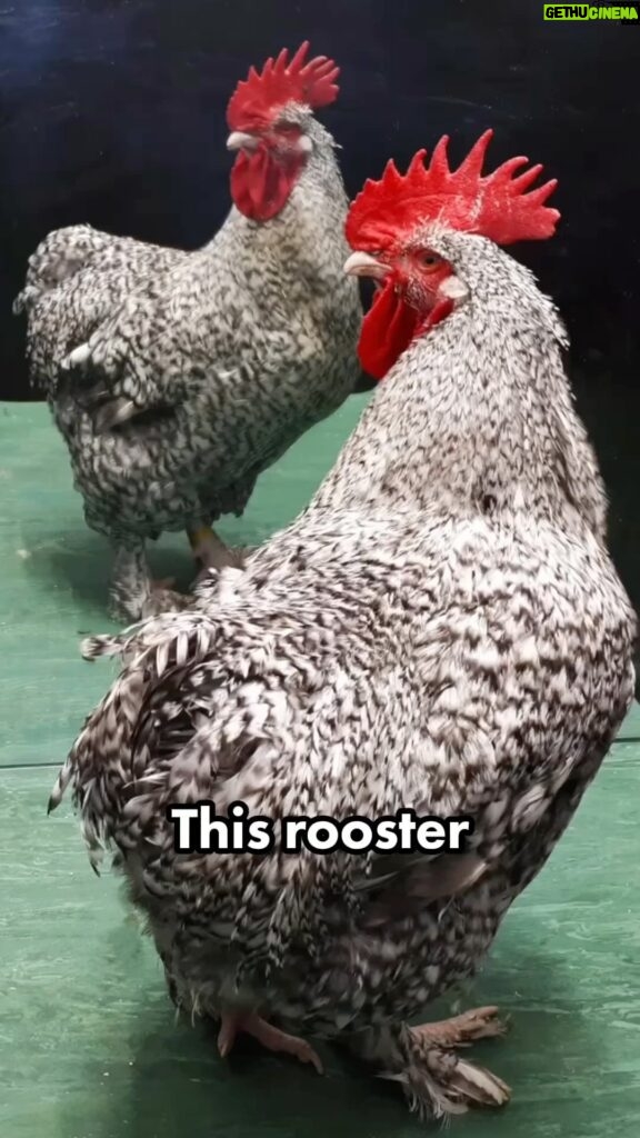 Kristin Bauer Instagram - I wonder, would we all also risk our lives to save a Friend? Food for thought and maybe thought about who is food.🤷‍♀️ @waynehhsiung 🚀💡A brave rooster saving his friend leads to a groundbreaking discovery: they possess self-awareness! #chicken #chickenlover #endspecism #veganfortheanimals #veganfortheplanet #veganforanimals