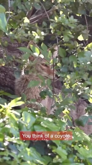 Kristin Bauer Instagram - Beautiful! So sweet! In LA there are a lot of coyote haters who want them exterminated. It’s such hubris and entitlement to take someone’s land and then want to kill them. You have to protect your pets the same as you would your human children from cars on the road, but all cars don’t have to be exterminated. This is a refreshing post for me to see. Wish most people were this conscientious. 

@thedailyjames 
This coyote love story is wild

Check out this story @thedailyjames

Want to be featured? Tag @geobeatsanimals

#coyote #coexist