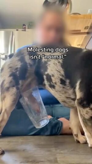 Kristin Bauer Instagram - Sorry don’t know how to do a trigger warning with a repost. I’m reposting hoping to save lives. 🤷‍♀️

Hey, I used to buy designer dogs too. I didn’t know. 😢 we have to help each other be better humans to other humans and to nature. It’s how we grow. Social media can be a good tool for this.

All these fashionable big headed designer dog breeds like #frenchbulldog #pugs #mastiff …can not give birth naturally. Every single litter is a dangerous C section for the moms because the dogs have been designed to have huge heads and pushed in faces. She’s cut open every single time. The pushed in faces and  all the skin folds causes massive health issues - 100% for looks. 😔 

Ever think about how this all happens? 😔 

The breeders are in business. It’s a business! Living beings as products. 
There are better and worse breeders but it’s still a business. Is it like better and worse slave owners? Sure it was better when slaves were treated better, and educated and allowed to stay together in families…it’s all still part of a business exploiting living sentient beings. Still not an ideology I can support. If that analogy pisses you off…why? “Dogs are not humans! ….how dare you compare them to humans!!! Humans are superior to dogs and deserve more rights!” Ok…how many more rights? Just some or none or all? Dogs (and cats) have the intelligence of a 3 year old. They think. They feel. They have nerve endings. They want to live. 🤷‍♀️ if it pisses you off…why? Tell me why below.

Animals do not have to be a pure blood to be love able. They are not products. They are living feeling sentient beings. 
Also for every dog NOT adopted, millions, who are like my beloved kids, die. All because they are not pure blood? 😢 

That’s my ideology. I can love them no matter what their DNA. I’m a mutt too. 

#adoptdontshop 

@peta 
You won’t want to watch how breeding dogs is actually sexual abuse, but you need to. #WestminsterDogShow