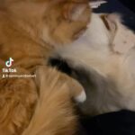 Kristin Bauer Instagram – Yup. I started a @tiktok just to post videos of my dog chewing on my cat. There is no defense as when I see this (all day every day) I’m a puddle every time. This new TikTok feed: SammyLovesHobart will be free of all seriousness – 100% sentient marshmallow and an orphaned cat. 

🐈 🐶💕

#catsanddogs #catsanddogslivingtogether #adoptdontshop #cat #dogsofinstagram #orangecat #gingercat 
Hobie was adopted from @kittenxlady @orphankittenclub @iamthecatphotographer (Sammy and  his brother was found and bottle fed by a sweet lady in LA)