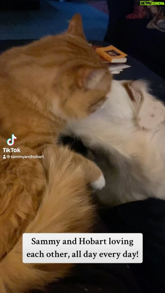 Kristin Bauer Instagram - Yup. I started a @tiktok just to post videos of my dog chewing on my cat. There is no defense as when I see this (all day every day) I’m a puddle every time. This new TikTok feed: SammyLovesHobart will be free of all seriousness - 100% sentient marshmallow and an orphaned cat. 🐈 🐶💕 #catsanddogs #catsanddogslivingtogether #adoptdontshop #cat #dogsofinstagram #orangecat #gingercat Hobie was adopted from @kittenxlady @orphankittenclub @iamthecatphotographer (Sammy and his brother was found and bottle fed by a sweet lady in LA)