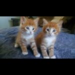 Kristin Bauer Instagram – My babies are 7!!!! 😩😻😻 My lord I love them! All this love from a flyer outside Trader Joe’s of two kittens found in someone’s garage. Thank God for rescuers and bottle feeders and fosters who saved my kids! 
#adoptdontshop #cats #kittens #brothers #siblings #gingercat #love