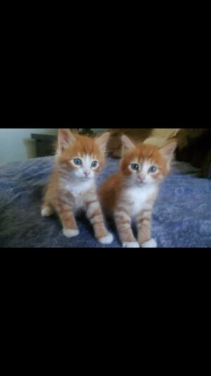 Kristin Bauer Instagram - My babies are 7!!!! 😩😻😻 My lord I love them! All this love from a flyer outside Trader Joe’s of two kittens found in someone’s garage. Thank God for rescuers and bottle feeders and fosters who saved my kids! 
#adoptdontshop #cats #kittens #brothers #siblings #gingercat #love