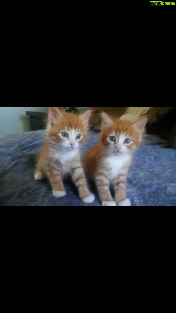 Kristin Bauer Instagram - My babies are 7!!!! 😩😻😻 My lord I love them! All this love from a flyer outside Trader Joe’s of two kittens found in someone’s garage. Thank God for rescuers and bottle feeders and fosters who saved my kids! #adoptdontshop #cats #kittens #brothers #siblings #gingercat #love