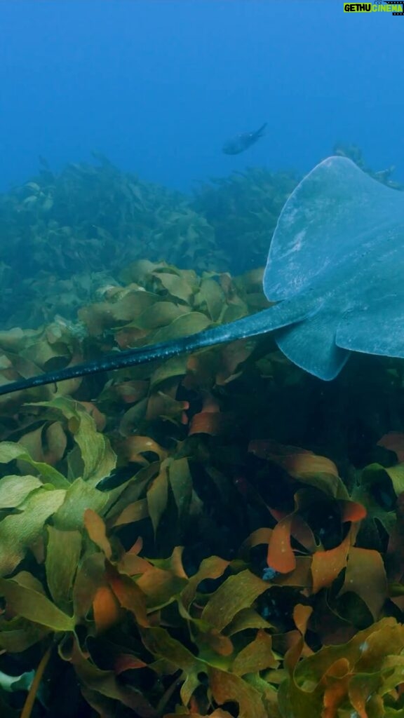 Kristin Bauer Instagram - Are you ready to dive in with our “A Sea of Hope” series? Explore Aotearoa (New Zealand) where local advocates and Indigenous leaders allow the ocean’s voice to speak through them in our latest episode– streaming now on YouTube! Through these changemakers’ deep connections with the waters they call home, they lead the way toward restoring the region’s ecosystems. Diving into New Zealand’s depths, we discover that what was once a thriving, bountiful underwater metropolis has become a desolate and empty landscape devoid of activity. Overfishing eliminated key ecosystem contributors within the region’s kelp forests, and in our interconnected natural world, dramatic change rippled well beyond the impacted marine species. In a country whose territory is 93% ocean, only 0.38% of its regional waters fall within a protected area. But in those sparse safe havens, an amazing contrast appears. Lush kelp flows with the currents, and life abounds among the rich algae ecosystem. Visit the link in our bio and discover the power marine protections can possess for the health of our ocean’s ecosystems. Video by @paulnicklen @mitty @andy_mann @youngoceanexplorers @rileyhath #ocean #nature #stingray #aseaofhope #newzealand