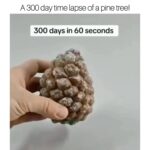 Kristin Bauer Instagram - #nature is incredible. Until my dying day I’ll be pointing that out and how we can treat it as such. 🌲💚 I like trees so I try not to cut them down, as much as possible. #meat is the number one cause of Forrest’s being destroyed. #deforestation @howeverythingworks A 300 day time lapse of a pine tree! 🌲 🤯 #pinetree #wow #viral #explore