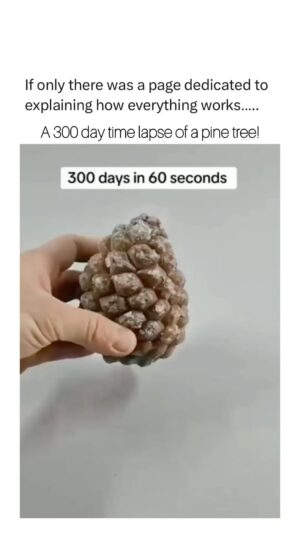 Kristin Bauer Instagram - #nature is incredible. Until my dying day I’ll be pointing that out and how we can treat it as such. 🌲💚
I like trees so I try not to cut them down, as much as possible. 
#meat is the number one cause of Forrest’s being destroyed. #deforestation 

@howeverythingworks 
A 300 day time lapse of a pine tree! 🌲 🤯

#pinetree #wow #viral #explore