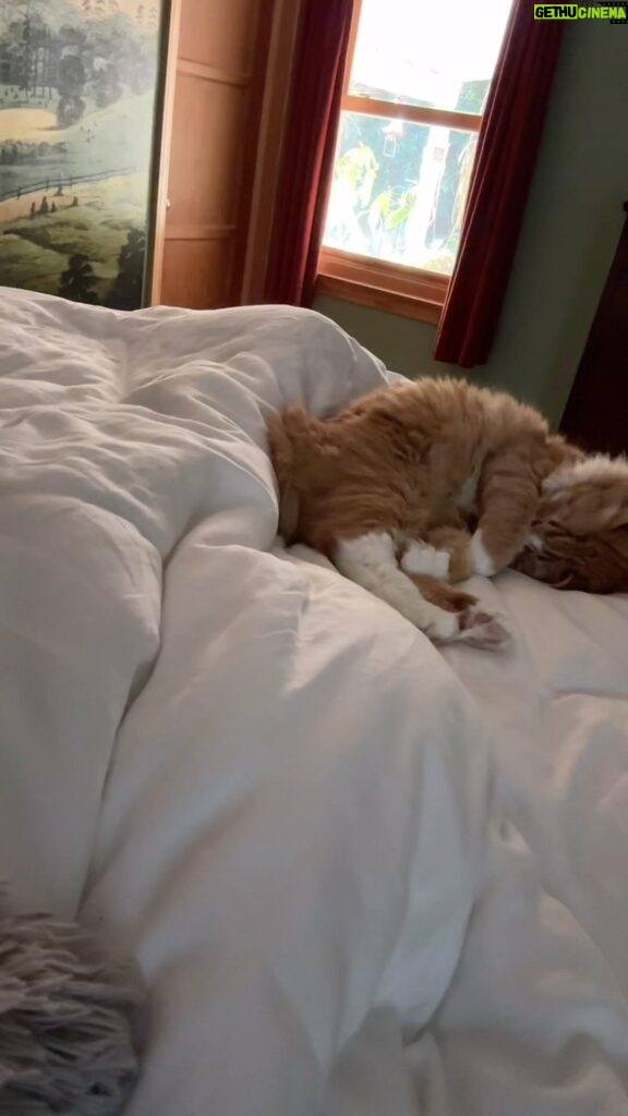 Kristin Bauer Instagram - Soooooo much love 💕 here. Every morning this is the routine. I love them more than is comfortable. #cat #gingercats #truelove #adoptdontshop #siblings