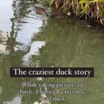 Kristin Bauer Instagram - Why I don’t eat or wear duck, or any other animal. They have lives. If I want to be healthy happy and free - I then must wish that others too. (This wasn’t me. I reposted it but the app didn’t tag her 😡) #saveducks #ducks