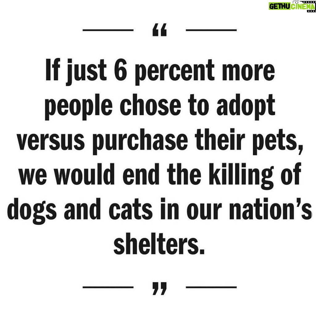 Kristin Bauer Instagram - Could you be part for the six percent that could end the killing of millions of healthy dogs and cats every year? Join me…it’s a happy place! Animals are not products. #puppiesnotproducts #adoptdontshop