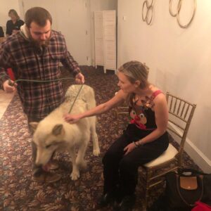 Kristina Klebe Instagram - Did I mention I’m a #wolf whisperer? No but seriously watch the progression of these photos taken within 5 minutes. I was told by his handler that #ORION -who is 96% wolf -does not lay down in front of strangers … I cheated - I sent him some #reiki energy 😝 also, though, I am part wolf 😝 #animallover #wolflover #savethewolves #spiritanimal #christmasgift #christmassurprise #merrychristmas #love #rescueanimals