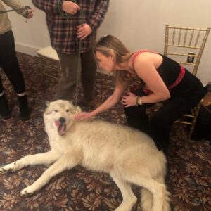 Kristina Klebe Instagram - Did I mention I’m a #wolf whisperer? No but seriously watch the progression of these photos taken within 5 minutes. I was told by his handler that #ORION -who is 96% wolf -does not lay down in front of strangers … I cheated - I sent him some #reiki energy 😝 also, though, I am part wolf 😝 #animallover #wolflover #savethewolves #spiritanimal #christmasgift #christmassurprise #merrychristmas #love #rescueanimals