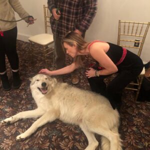 Kristina Klebe Instagram - Did I mention I’m a #wolf whisperer? No but seriously watch the progression of these photos taken within 5 minutes. I was told by his handler that #ORION -who is 96% wolf -does not lay down in front of strangers … I cheated - I sent him some #reiki energy 😝 also, though, I am part wolf 😝 #animallover #wolflover #savethewolves #spiritanimal #christmasgift #christmassurprise #merrychristmas #love #rescueanimals
