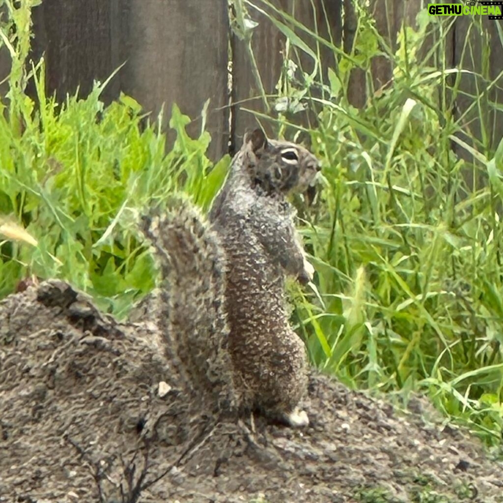 Kylee Russell Instagram - Is it just me or are squirrels these days like really buff?