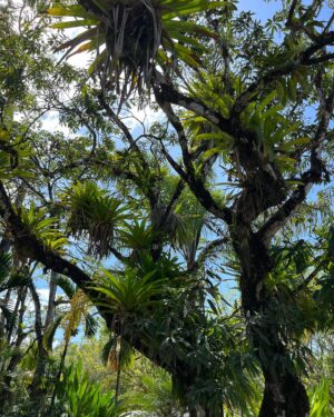 Kylie Bunbury Instagram - I feel a deep reverence for this land, it’s pace, it’s people, what it does for my spirit. Every moment is medicine. 
Pura Vida 💚✨🦥🌿🦋🌈🐒🌸🤲🏽