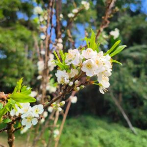 Lanlalin Tejasa Weckx Instagram - Sakura in Thailand.