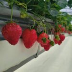 Lanlalin Tejasa Weckx Instagram - Strawberry picking 🍓