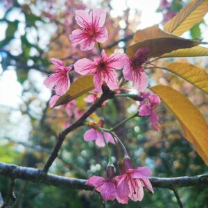 Lanlalin Tejasa Weckx Instagram - Sakura in Thailand.