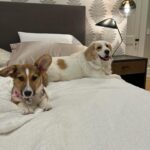 Lara Spencer Instagram - We adopted Betty two months ago today from the amazing North Shore Animal League here in NY-the world's largest no kill shelter for Cats and Dogs. To answer some typical questions people ask about rescues---how is she adjusting? Is she well behaved? Why should we adopt rather than purchase a pet? ----hopefully these pictures speak for themselves ;). Welcome to the family crazy funny silly smart Betty!