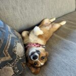 Lara Spencer Instagram - We adopted Betty two months ago today from the amazing North Shore Animal League here in NY-the world's largest no kill shelter for Cats and Dogs. To answer some typical questions people ask about rescues---how is she adjusting? Is she well behaved? Why should we adopt rather than purchase a pet? ----hopefully these pictures speak for themselves ;). Welcome to the family crazy funny silly smart Betty!
