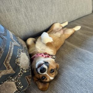 Lara Spencer Instagram - We adopted Betty two months ago today from the amazing North Shore Animal League here in NY-the world's largest no kill shelter for Cats and Dogs.  To answer some typical questions people ask about rescues---how is she adjusting? Is she well behaved?  Why should we adopt rather than purchase a pet? ----hopefully these pictures speak for themselves ;). Welcome to the family crazy funny silly smart  Betty!