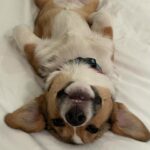 Lara Spencer Instagram - We adopted Betty two months ago today from the amazing North Shore Animal League here in NY-the world's largest no kill shelter for Cats and Dogs. To answer some typical questions people ask about rescues---how is she adjusting? Is she well behaved? Why should we adopt rather than purchase a pet? ----hopefully these pictures speak for themselves ;). Welcome to the family crazy funny silly smart Betty!