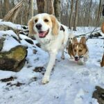 Lara Spencer Instagram - Thank you @k9trek for the baby steps your hikes have provided for these two unlikely sisters, connected because we rescued them both--4 years apart. They are growing to love each other with each adventure you take them on. Thank you Ray and Mel!!!!!!