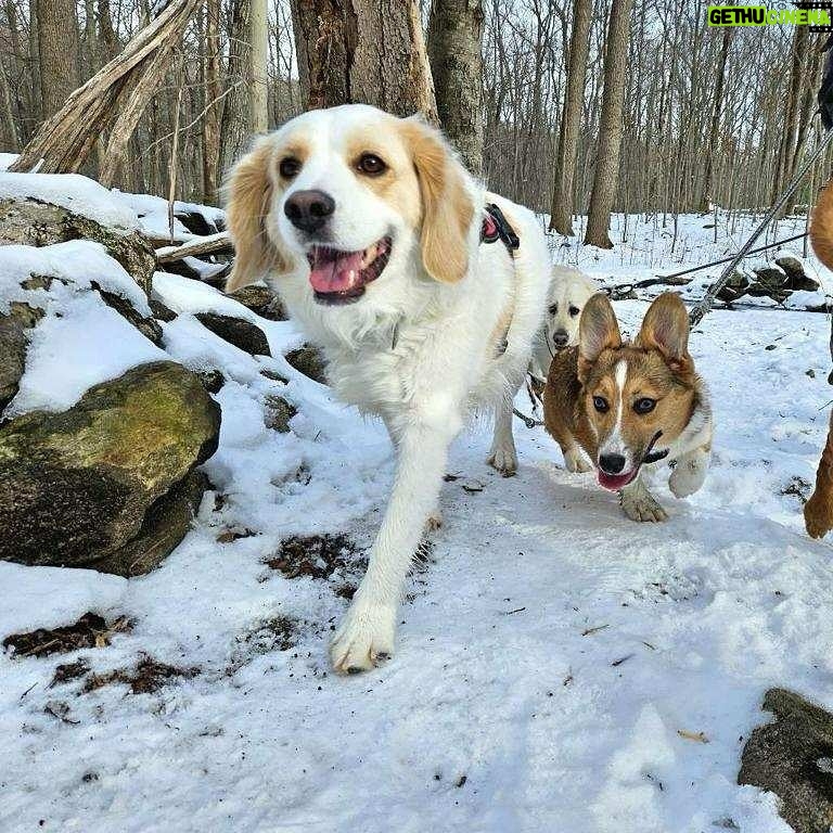 Lara Spencer Instagram - Thank you @k9trek for the baby steps your hikes have provided for these two unlikely sisters, connected because we rescued them both--4 years apart. They are growing to love each other with each adventure you take them on. Thank you Ray and Mel!!!!!!