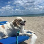 Lara Spencer Instagram - Double date ☀️🐶