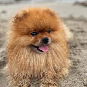 Laura Moure Instagram - 😝🧸🏝#maylothepom
