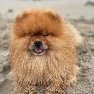 Laura Moure Instagram - 😝🧸🏝#maylothepom