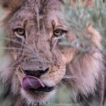 Laura Carmichael Instagram - This is Larry the lion 📷 by my bro @tomlovesnature Check out his page to see his amazing wildlife pics. #wildlifephotography #talentedbro