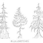 Laura Price Instagram - evergreens for a personal project 🌲 #twilight #forks