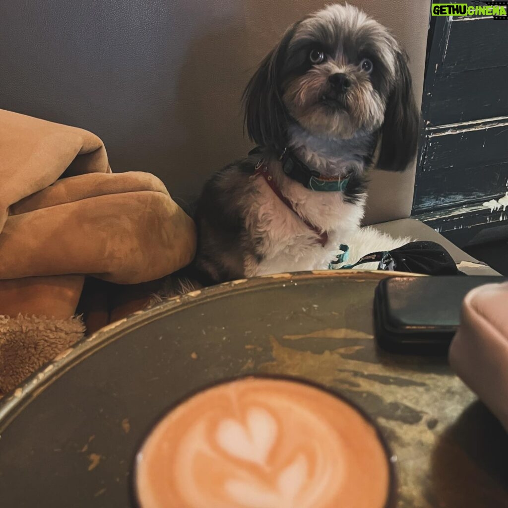 Laura Vandervoort Instagram - Pictured here, two very important things. Swipe Right. 1) Coffee 2) Frankie @frankie_blueeyes That is all. Thank you. 💕
