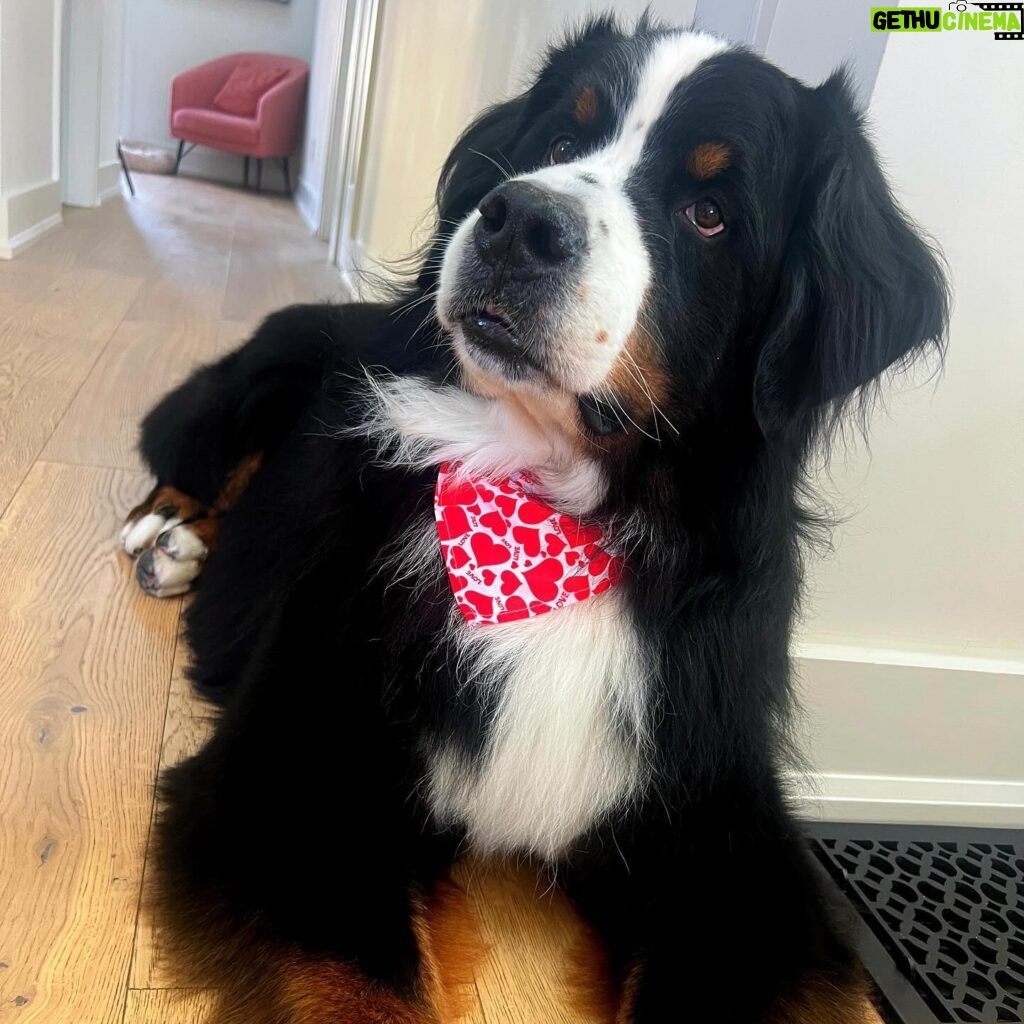 Laura Vandervoort Instagram - When the big boy gets a bath and new cut (complete with a Valentine’s bandana) you do a photoshoot obviously 😂 . Frankie didn’t understand why the photos weren’t of her so she joined in for a few 😂