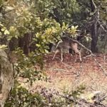 Laurel Holloman Instagram - This young buck trotted away before I could get the shot. Backyard Rainy Days Austin.