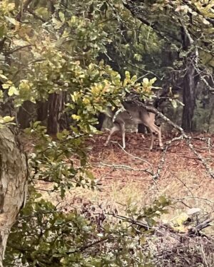 Laurel Holloman Instagram - This young buck trotted away before I could get the shot.  Backyard Rainy Days Austin.