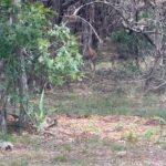 Laurel Holloman Instagram - Deer stand off today at my house. Happy July