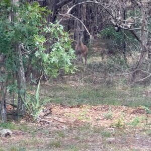 Laurel Holloman Instagram - Deer stand off  today at my house.  Happy July