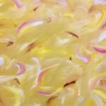 Laurel Holloman Instagram - Buttercream 12 by 16 oil on paper.... part of the Sound and Color Collection opening May 9th @focusartfair @claudinegilgallery @artsy See you in NYC
