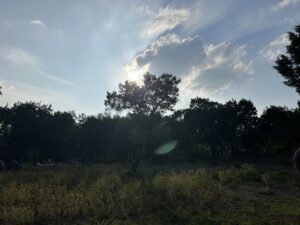 Laurel Holloman Instagram - A little days of heaven from  Texas  tonight.  #austin #texasskies