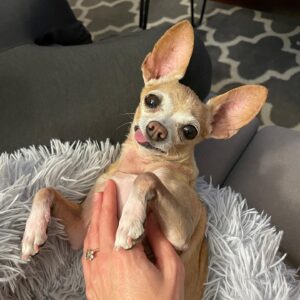 Lauren Lopez Instagram - Happy Gotcha Day to our beautiful angel Diane! Six years ago we made the best decision of our lives and adopted BabyD 🥰 She is the love of our life and it is my greatest honor to cherish her every single day. She is so good, so sweet, so mean to all of our friends (they deserve it!!!!). Every day I think I can't love her more and then I DO and I get kinda scared bc I'm like "if I love her any more I will die?" she has an ATTITUDE and loves NAPPING and will kick your ass if her dinner is even 2 minutes late. A high standards queen! She is our best friend!!!! #rescuedogsofinstagram #rescuedog #adoptdontshop #chihuahua #chihuahuasofinstagram
