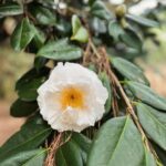 Lauren Liess Instagram - Garden dreaming at the @elizabethangardens 🌿 one of my favorite places to visit- especially in the winter when I’m really missing the green. Live oaks, budding daffodils a forest full of blooming star magnolias & camellias greeted us this time. I love being down in the Outer Banks and this trip was no exception 🌊 it’s always good for the soul. My next book - BEACH LIFE- comes out the weekend before Memorial Day to kick off the summer and it’s all about beach life- interiors, people places food, and how our minds bodies are affected by being near the ocean and how we can use that special time to find our truest selves 🤍 it’s filled with personal stories (lol goes way back to when D and I first met, chronicles how we found and fixed up @thelostcottage and finishes off with our most recently finished project- Dune House- and how some healing has been needed after that one.) BEACH LIFE: HOME, HEART & THE SEA is available now on preorder and I really think you’ll love this one 🤍 ok and one PSA because it’s that time of year again and because it’s in these pictures- NO. MORE. “crepe murder!” Lol PLEASE just don’t do it to your crepe myrtles!!! 🤣🤗