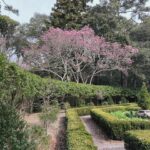 Lauren Liess Instagram - Garden dreaming at the @elizabethangardens 🌿 one of my favorite places to visit- especially in the winter when I’m really missing the green. Live oaks, budding daffodils a forest full of blooming star magnolias & camellias greeted us this time. I love being down in the Outer Banks and this trip was no exception 🌊 it’s always good for the soul. My next book - BEACH LIFE- comes out the weekend before Memorial Day to kick off the summer and it’s all about beach life- interiors, people places food, and how our minds bodies are affected by being near the ocean and how we can use that special time to find our truest selves 🤍 it’s filled with personal stories (lol goes way back to when D and I first met, chronicles how we found and fixed up @thelostcottage and finishes off with our most recently finished project- Dune House- and how some healing has been needed after that one.) BEACH LIFE: HOME, HEART & THE SEA is available now on preorder and I really think you’ll love this one 🤍 ok and one PSA because it’s that time of year again and because it’s in these pictures- NO. MORE. “crepe murder!” Lol PLEASE just don’t do it to your crepe myrtles!!! 🤣🤗