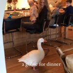 Lauren Liess Instagram - Whelp… goose planning for the meadow. 🪿 When we moved from this house to the meadow, something big got them from the sky (😞) and so we won’t be able to free-range there like the geese on this last property were able to do for 25 years. This makes things complicated but we’re trying to figure out some sort of large aviary situation and/ or a series of pens they can rotate to and from for grazing. (Geese love grass!!) I miss our geese so much and it’s just not the same without them. Simone used to knock on the door with her beak to come inside and hang 🤣🤍🪿