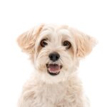 Lauren Tom Instagram - So grateful to @charlienunnphotography and Raymond for these incredible photos of me, PJ and Willie. We all had such a blast at the photo shoot! The photos will be included in a coffee table book to benefit @wagsandwalks, a wonderful organization I’m happy to support! If you’re looking to have some photos taken with your pets, please check out Charlie and Raymond! You can’t go wrong! ❤️ #pet #petphotography #rescuedogsofinstagram🐾 #dog