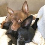 Layla El Instagram - My little men turning five years old this year. Chino & Rocco (the runt) aren’t they adorable? Of course I’m Bias. #dogs #chiuahua #fam #cute 💛